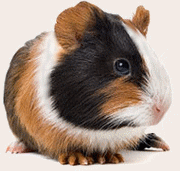 Świnka morska bez tła